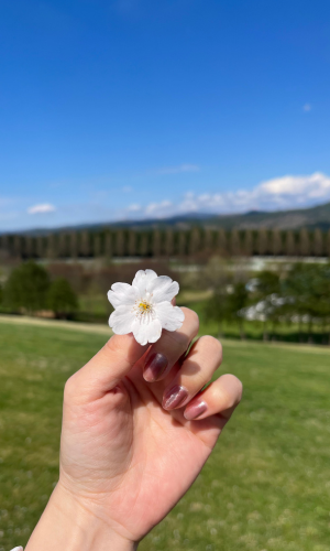桜